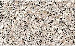 Bathroom / Kitchen Non Slip Flooring - Hydro Oystershell 1 X 2m (2sq m)